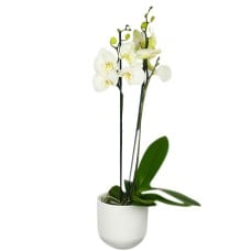 Send White Orchid With Pot Blombud