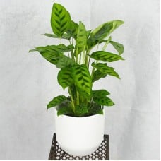 Send green florist choices blombud