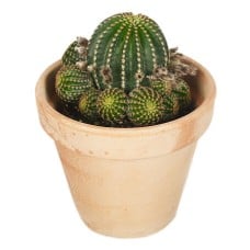 Cactus with a pot