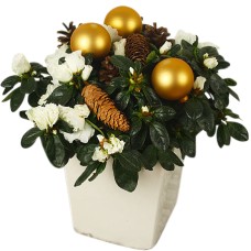 Golden azlea