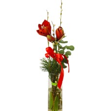 Amaryllis solitary