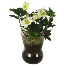 Helleborus