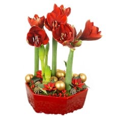 Amaryllis group deluxe
