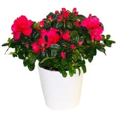 Azalea In White Pot