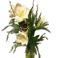 White amaryllis
