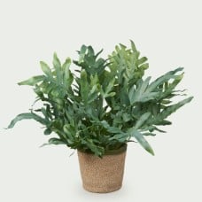 Phlebodium