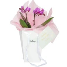 Pink Orchid Flower Gift