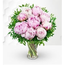 Peonies Delight (Standard)