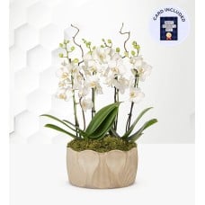 Dad's Elegant Luxury Orchid & Card
