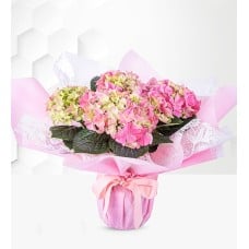 Spring Hydrangea