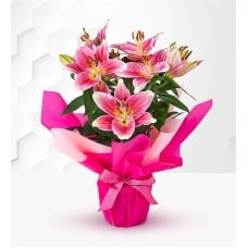 Oriental Lily