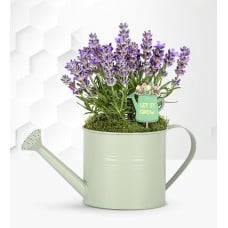 Summer Lavender Watering Can