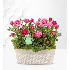 Delightful Roses