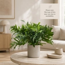 Iron Fern