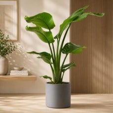 Strelitzia plant in matching container