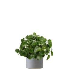 Pancake plant in a matching pot