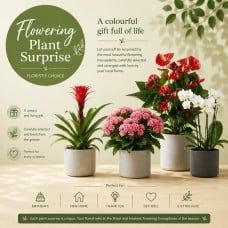 Flowering plant - Florists Choice. (Small)