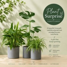 Green plant - Florists Choice.