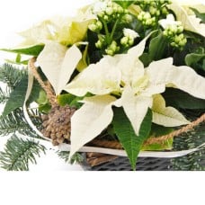Christmas planter "White Christmas" Florist Choice (Small) — white small