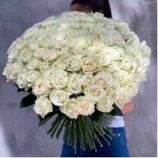 101 White Roses 60-70 cm
