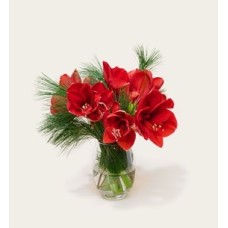 Flowers Letterbox Bouquet Amaryllis