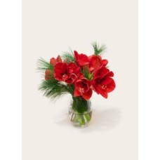 Letterbox Flowers Amaryllis Red