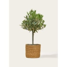 Small Olive Tree with Stylish Basket