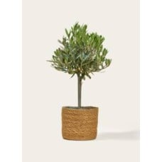 Small Olive Tree with Stylish Basket