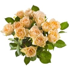 12 Cream Roses