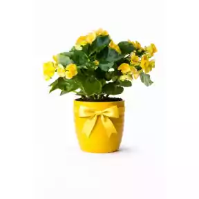 Yellow begonia Yellow begonia