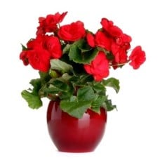 Red Begonia