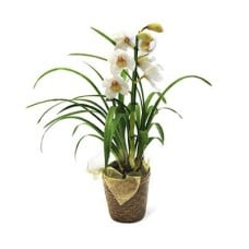 Cybidium Orchid