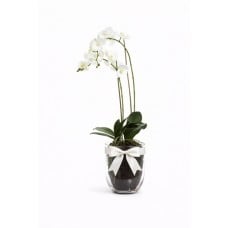 Duo of White Orchids