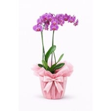 Pink Orchid Duo