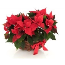 Duo Poinsettia Plant
