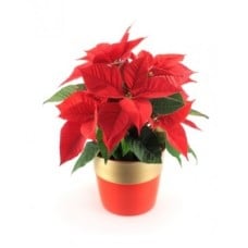 Poinsettia Plant