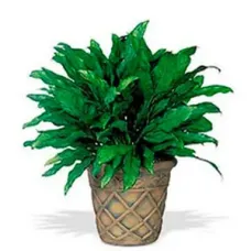 Aglaonema