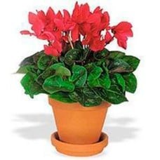 Cyclamen