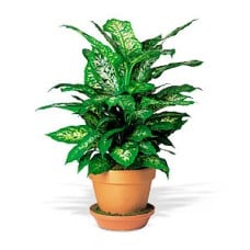 Dieffenbachia