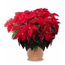 Poinsettia