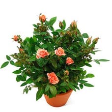 Miniature Roses