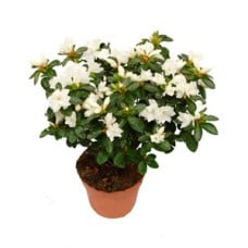 Azalea in a Planter.