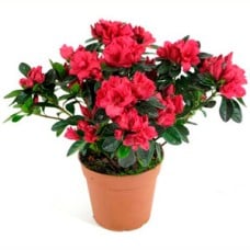 Azalea in a Planter.