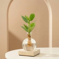 Plant | You are my ray of light