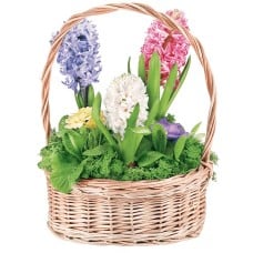 Hyacinth composition (Medium (recommended))