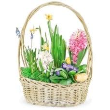 Spring composition (Medium (recommended))