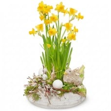 Easter Daffodils