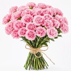 Pink carnations 11-100 pcs.