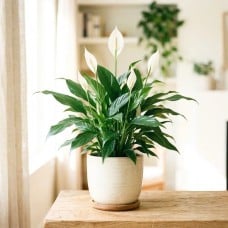 Peace Lily