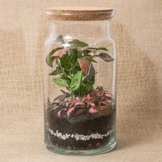 Forest in a DIY jar - Jungle